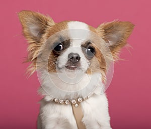 Close-up of Chihuahua wearing diamond collar