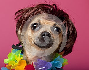 Close-up of Chihuahua wearing wig and colorful