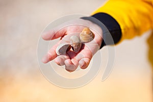 Close up of child hands holding seashells