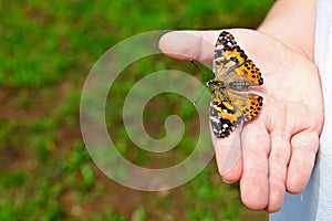 Close up of child holding butterfly photo