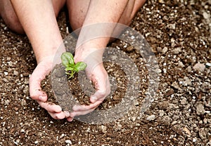 Close-up of child holding dirt with plant