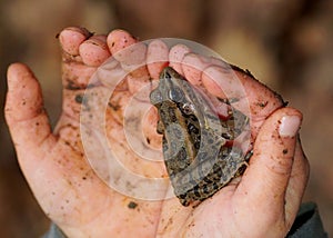 Close up of child holding frog