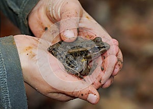 Close up of child holding frog