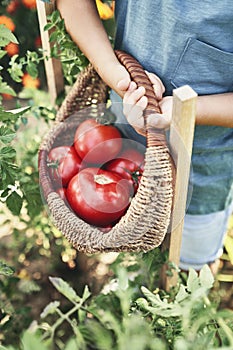 Close up of child holding full wicker basket with tomatoes