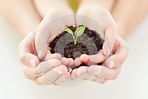 Close up of child and parent hands holding sprout