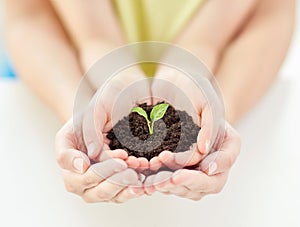 Close up of child and parent hands holding sprout