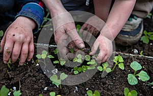 Close up of child and parent& x27;s hands planting plants in soil, gardening in backyard