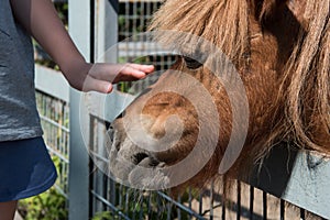 Close-up: a child`s hand caressing a pony. The concept of friendship and understanding.