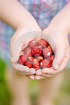 Close-up of child`s hands holding fresh wild strawberries picked at organic strawberry farm. Kid harvesting fruits and berries at