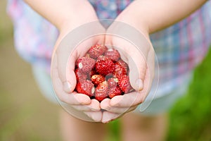 Close-up of child`s hands holding fresh wild strawberries picked at organic strawberry farm. Kid harvesting fruits and berries at