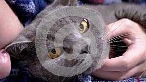 Close up, Child Strokes Head of a Gray Fluffy British Cat with his Hand