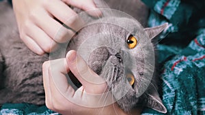 Close up, Child Strokes Head of a Gray Fluffy British Cat with his Hand