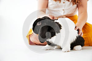 Close Up Of Child Stroking Miniature Black And White Flop Eared Rabbit On White Background
