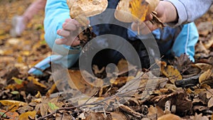 Close-up of children in the autumn forest among the fallen leaves find and pluck mushrooms.