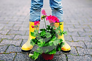 Close-up of children gum boots and geranium flower seedlings in vegetable garden. child gardening on spring day.