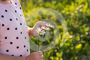 Close-up children`s hands hold three daisies, chamomile