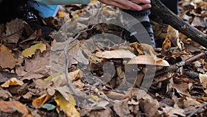 Close-up of children's hands picking mushrooms in the autumn forest among fallen leaves.