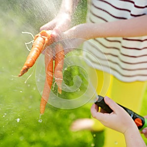 Close-up on childs hand washing a bunch of fresh organic carrots under streaming water. Child harvesting vegetables in a garden.