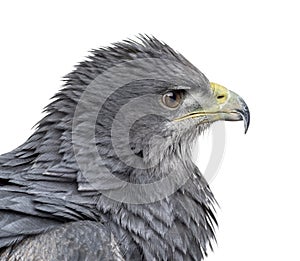 Close-up of a Chilean blue eagle - Geranoaetus melanoleucus