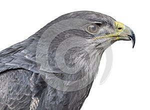 Close-up of a Chilean blue eagle - Geranoaetus melanoleucus
