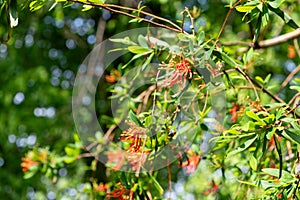 Chilean fire tree (embothrium coccineum