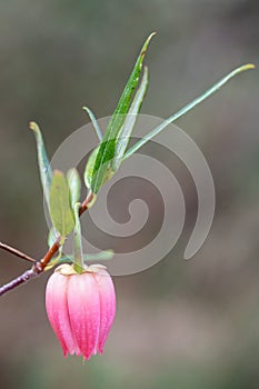 Close-up of Chilean Lantern Tree Flower, Crinodendron hookerianum \'Ada Hoffman\'