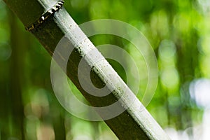 Close-up of Chimonobambusa quadrangularis bamboo on green background in Arboretum Park Southern Cultures in Sirius Adler