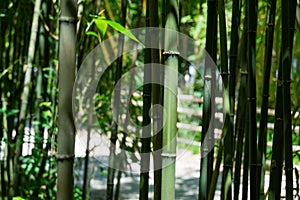 Close-up of Chimonobambusa quadrangularis bamboo row in Arboretum Park Southern Cultures in Sirius Adler Sochi.