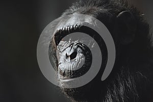Close up Chimpanzee facial portrait Pan troglodytes