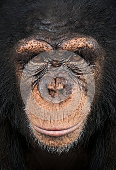 Close-up of a Chimpanzee, Pan troglodytes