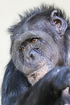 A close up chimpanzee portrait