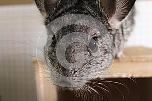 Chinchilla sniffing camera during photo