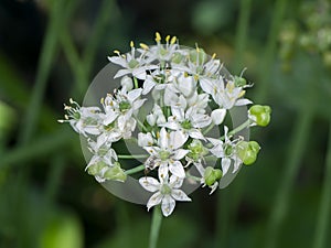 Close up Chinese Chive flower with blur background