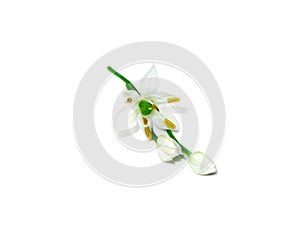 Close up Chinese Chive flower on white background