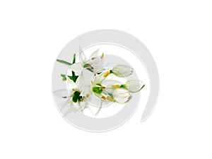 Close up Chinese Chive flower on white background