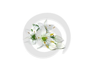 Close up Chinese Chive flower on white background