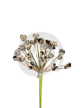 Close up Chinese Chive seeds on white background