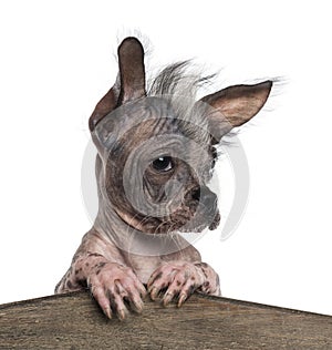 Close-up of a Chinese crested dog leaning on a wooden board