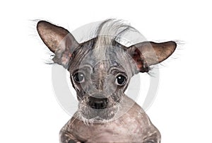 Close-up of a Chinese crested dog looking at the camera