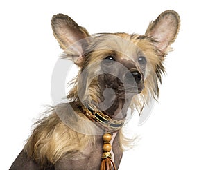 Close-up of a Chinese Crested Dog puppy, 4 months old