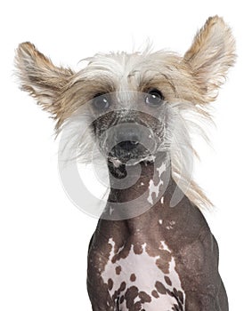 Close-up of Chinese Crested puppy