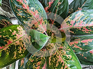 Close up of chinese evergreens flower or aglaonema, top view