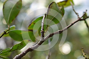 Close up of chinese guava tree