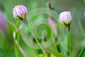 Close up Chinese Ixeris flowers bud,light and elegant color