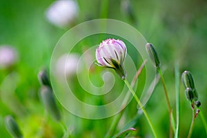 Close up Chinese Ixeris flowers bud,light and elegant color