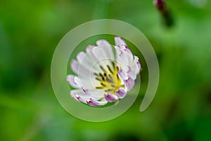 Close-up Chinese Ixeris flowers in full bloom