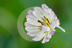 Close-up Chinese Ixeris flowers in full bloom