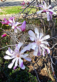 Close-up Chinese magnolia -  Magnolia X soulangeana