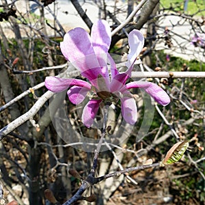 Close-up Chinese magnolia -  Magnolia X soulangeana