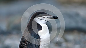 Close up of a chinstrap penguin